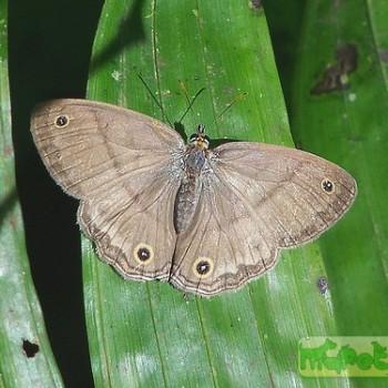 Cissia labe