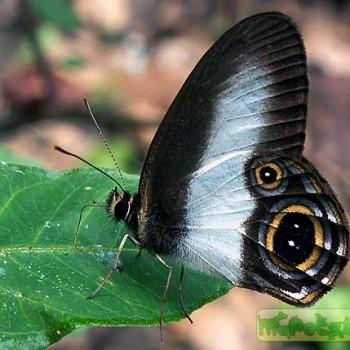 Hypocysta isis