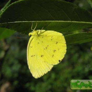 Eurema alitha