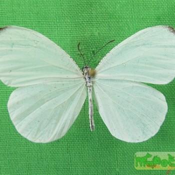 Leptosia nupta