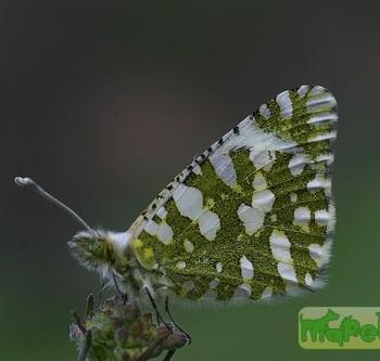 Euchloe crameri