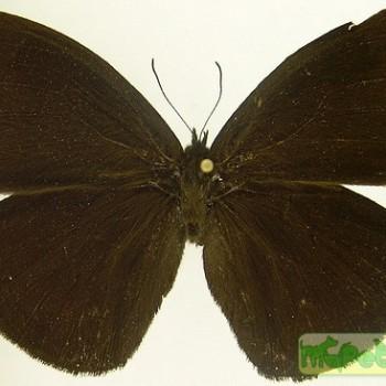 Forsterinaria punctata