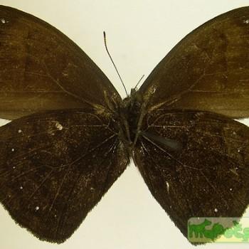 Forsterinaria enjuerma