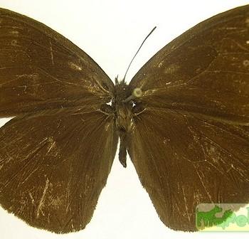 Forsterinaria falcata