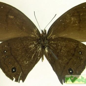 Forsterinaria pyrczi