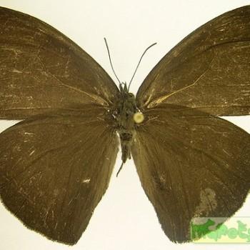 Forsterinaria pallida