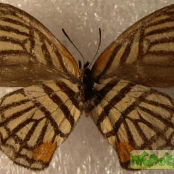 Caenoptychia boulleti