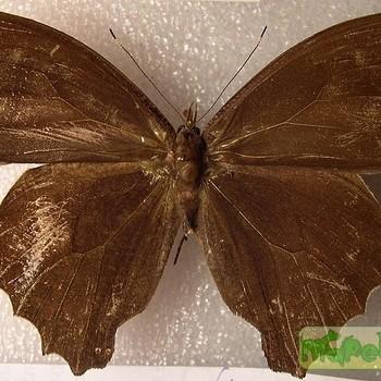 Amphidecta pignerator