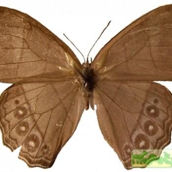 Archeuptychia cluena