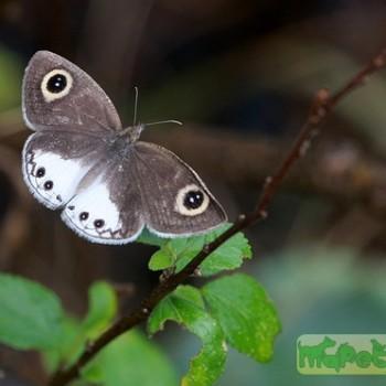 Ypthima ceylonica