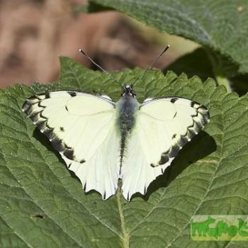 Hesperocharis graphites