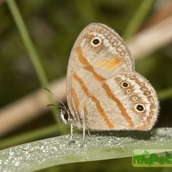 Euptychia fetna