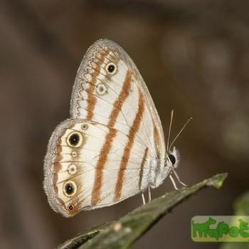 Euptychia westwoodi