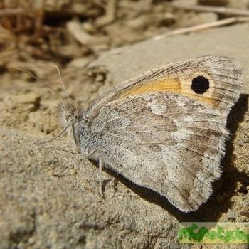 Hyponephele naricoides