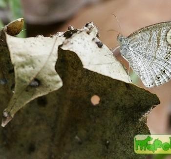 Ypthima similis