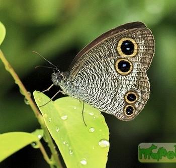 Ypthima imitans