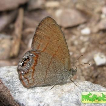 Cyllopsis pyracmon