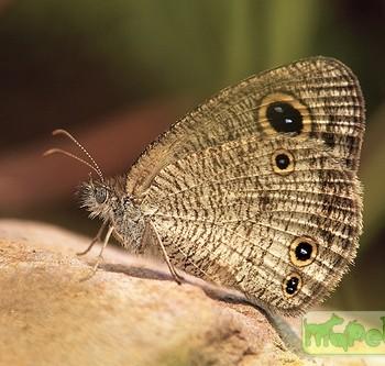 Ypthima norma