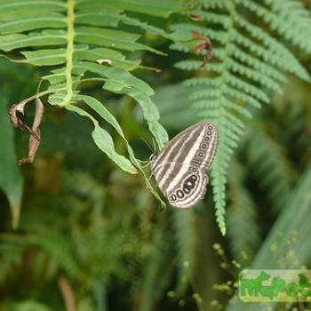 Ragadia crisilda