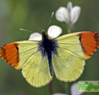 anthocharis euphenoides