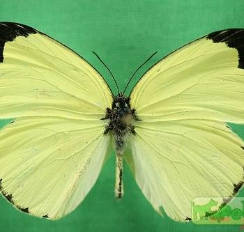 Eurema senegalensis