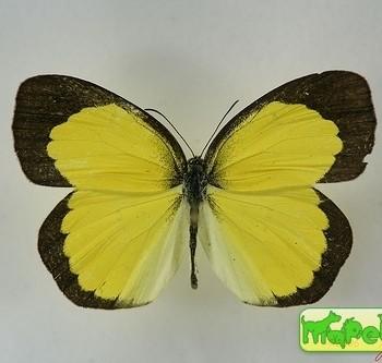 Eurema brigitta