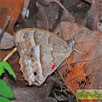 Cissia similis