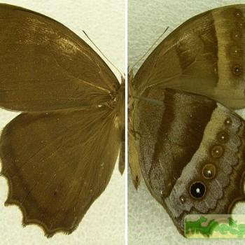 Taygetis asterie