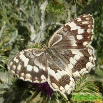 Melanargia grumi