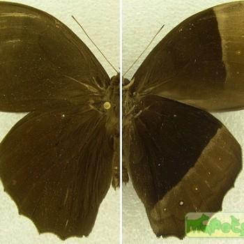 Taygetis cleopatra