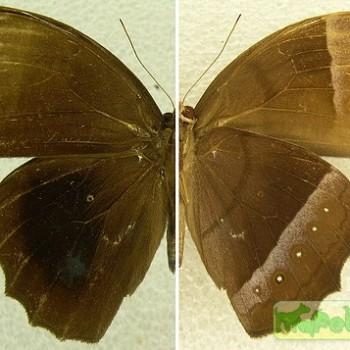 Taygetis zippora