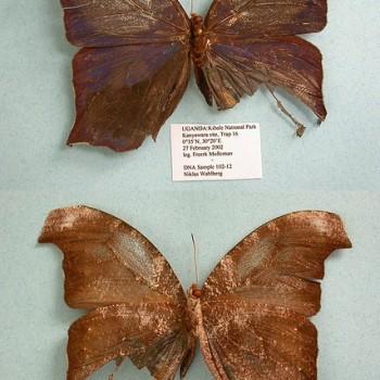 Melanitis ansorgei
