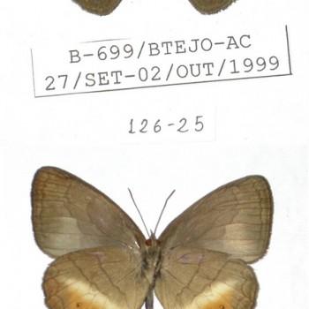Euptychia insignis