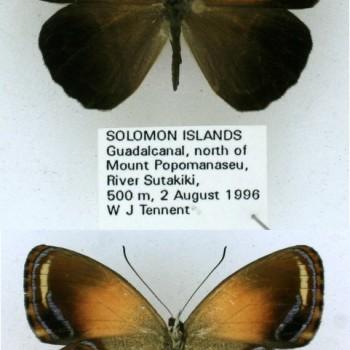 Argyronympha gracilipes