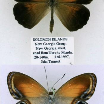 Argyronympha rubianensis