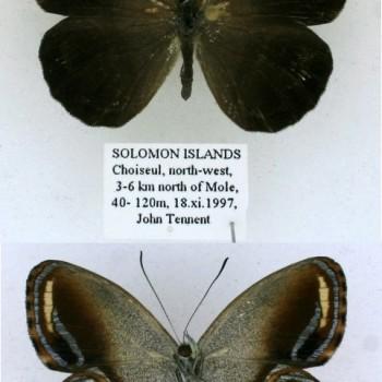 Argyronympha pulchra