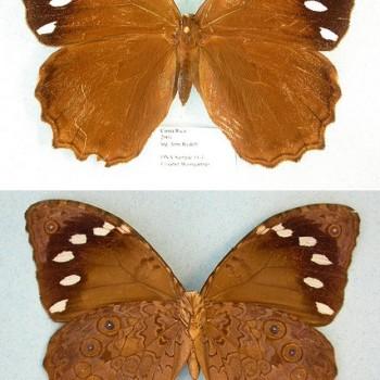 Manataria hercyna