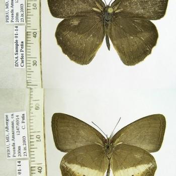 Euptychia ordinata