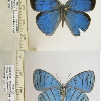 Caeruleuptychia lobelia