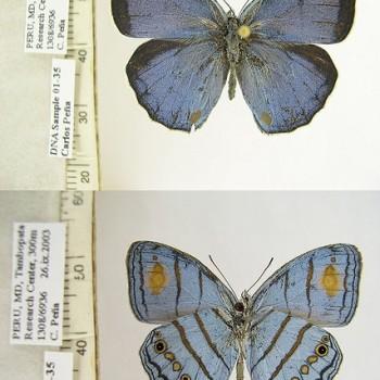Caeruleuptychia helios