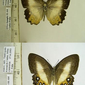 Splendeuptychia triangula