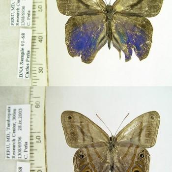 Chloreuptychia catharina
