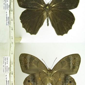Pseudodebis valentina