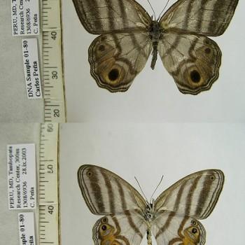 Chloreuptychia herseis