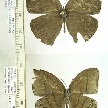 Erichthodes antonina