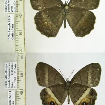 Magneuptychia moderata