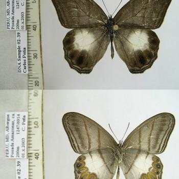 Splendeuptychia furina
