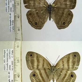 Cissia myncea