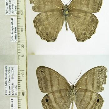 Magneuptychia pallema