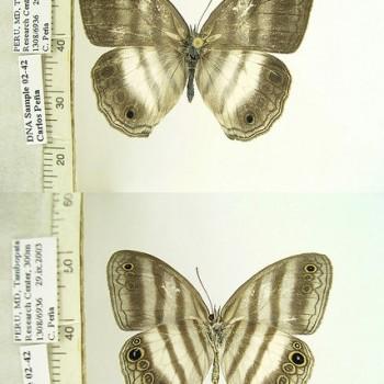 Pareuptychia binocula